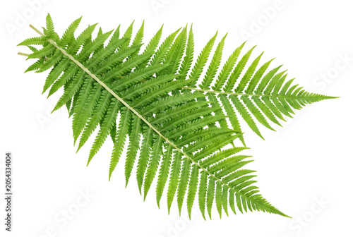 Photography Vibrant Green Fern Fronds and Intricate Leaf Patterns