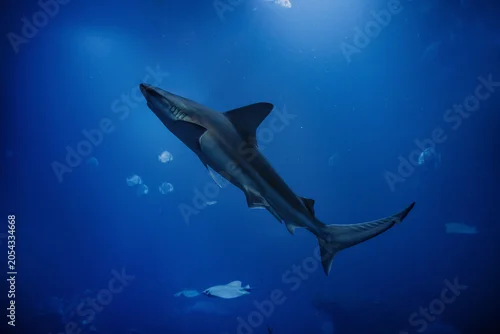 Obraz Oceanarium - Zoo Wrocław - rekin