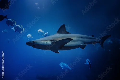 Fototapeta na wymiar Oceanarium - Zoo Wrocław - rekin