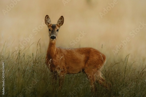 Foto white tailed deer