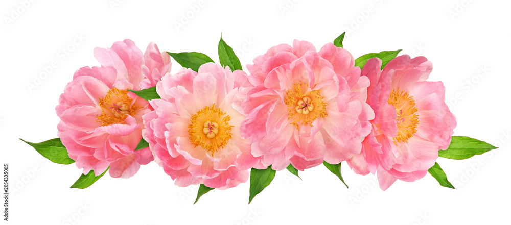 Fototapeta premium Coral peony flowers in a floral arrangement isolated on white or transparent background.
