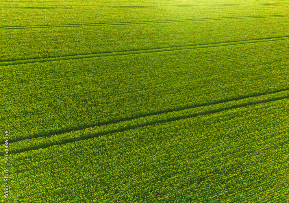 Obraz premium Green wheat field pattern from above, vibrant green grain crop in summer, sustainable agriculture and farming texture concept