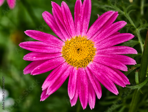 Bild auf Leinwand Persian daisy, bright pink petals with a yellow center