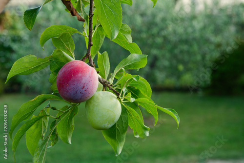 Two plums growing on a branch: a ripe purple one and an unripe green one