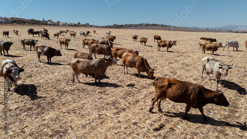 Bild auf Leinwand High Angle Aerial View of Numbered Cattle Herd on Harvested Agricultural Farmlan