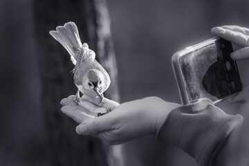 A small bird perches delicately on a person's hand as they hold a smartphone to capture the moment. The monochromatic tone accentuates the intimate interaction between human and nature.