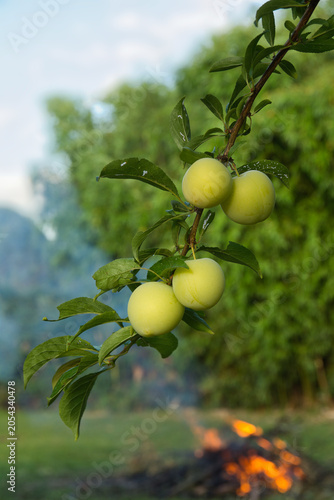 Unripe green plums suspended over a smoking and burning pile, illustrating agricultural fire hazards