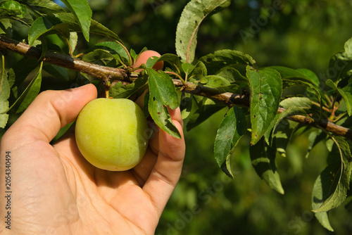 Close-up of a farmer's hand gently checking a green plum growing on a tree branch