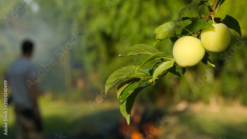 Farmer watches nearby burning pile from a plum orchard, highlighting fire risk to crops