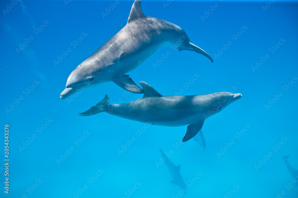Fototapeta premium Bottlenose Dolphins swimming near the Bahamas
