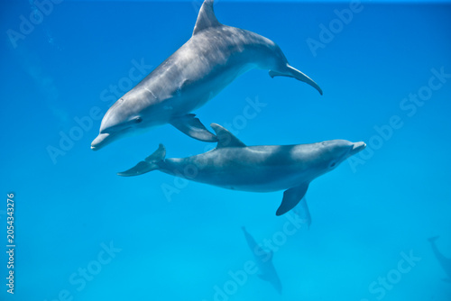 Bottlenose Dolphins swimming near the Bahamas