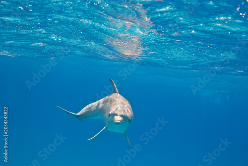 Tablou pe pânză Bottlenose Dolphin swimming near the Bahamas