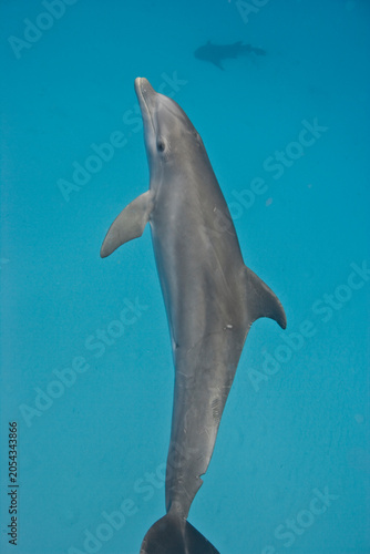 Bottlenose Dolphin swimming near the Bahamas