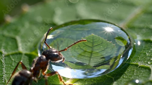 Macro view of an ant interacting with a crystal-clear water droplet on a green leaf. Concept of nature, biodiversity, hydration, ecosystem balance, and insect life.