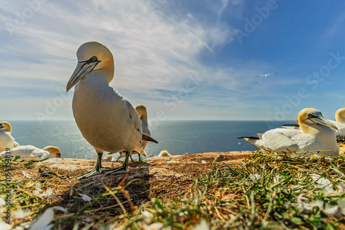 Bild auf Leinwand Northern gannet Morus bassanus standing alert beside nest on sunlit sea cliff