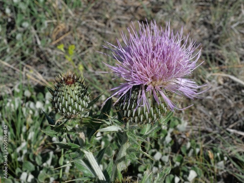 Canvastavla Purple Thistle Flower and Buds in Summer Grassland, Boulder Colorado