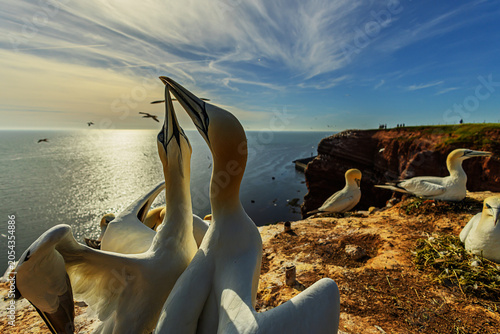 Fotografie Northern gannet Morus bassanus pair displays courtship on dramatic cliff above s