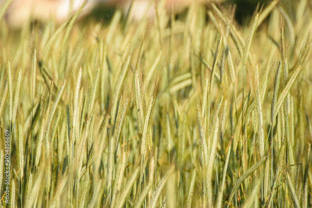 Ταπετσαρία Green wheat field in summer The Concept of healthy harvest