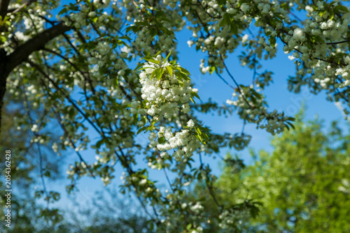 Billede på lærred Cherry tree branch is adorned with clusters of delicate white blossoms against blue sky
