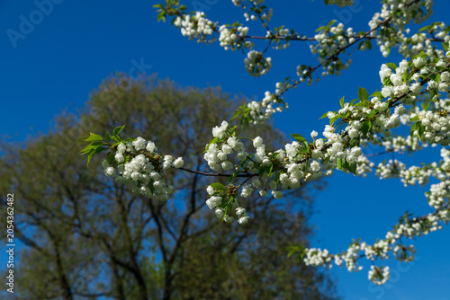 Schilderij op canvas Beautiful branch of blooming cherry tree with delicate white flowers against blue sky