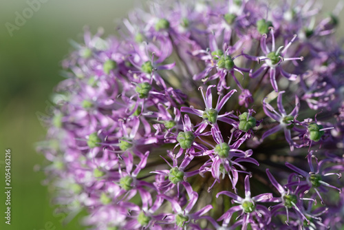 Close-up of an ornamental onion flower. The small flowers are clearly visible.
