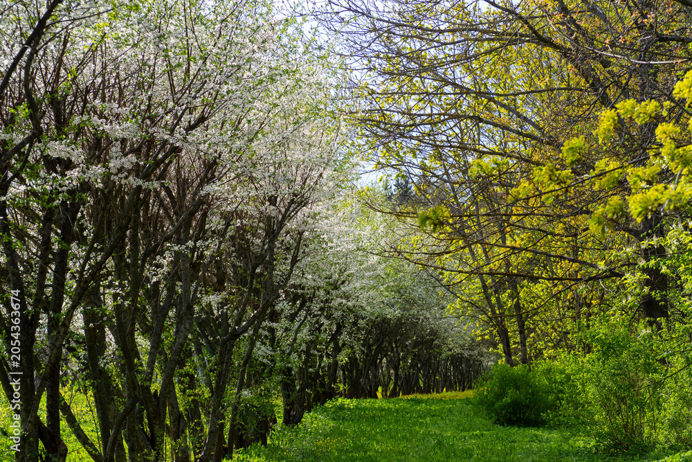 Fototapeta premium Beautiful spring alley with blooming white apple trees on one side and fresh green trees on the other. Scenic path in the garden during springtime. Perfect template for your projects