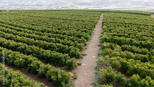 Aerial Drone Photography Featuring a Symmetrical Farm Road Bisecting Lush Green Rows of a Large Scale Fruit Orchard Plantation