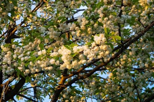 Fotografi Cherry tree branches adorned with clusters of delicate white blossoms surrounded by greenery against blue sky