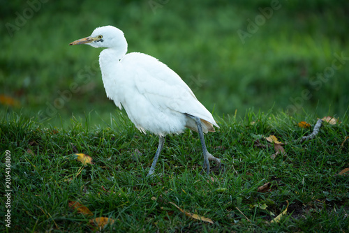 White heron or aquatic bird resting in a field, copy space