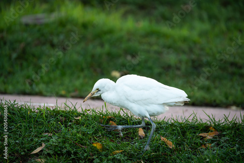 White egret or heron standing near water close up portrait