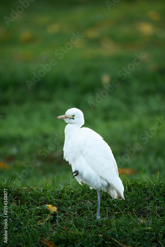 Cattle egret side view close up in a natural outdoor setting