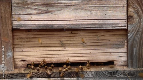 養蜂場　巣箱の出入り口からミツバチが飛び立つ動画