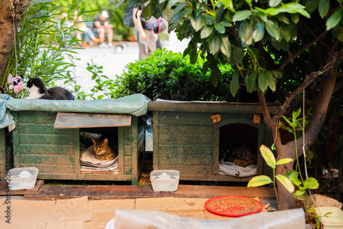 Tableau sur toile Cats resting around small outdoor shelters in Kotor old town Montenegro