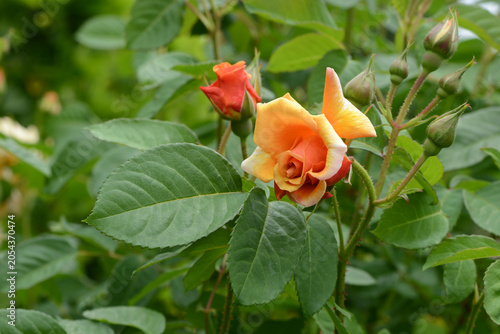 Garten 1588