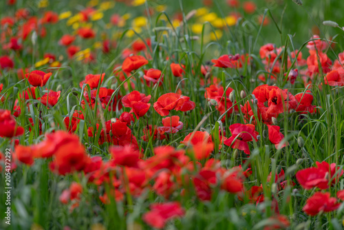 Tableau sur toile Red poppies swaying above green grass in a flowering landscape