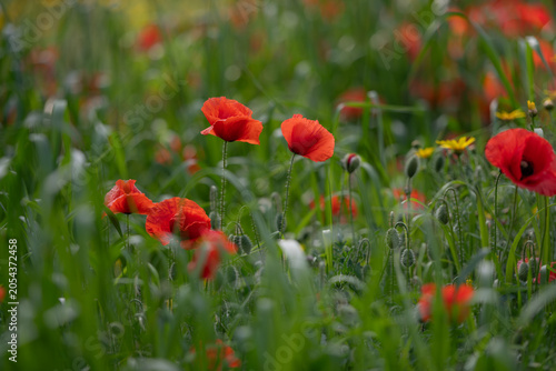 Tableau sur toile Wild poppy meadow filled with vivid red blooms and fresh greenery