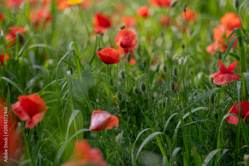 Scarlet poppy flowers growing in a lush field with selective focus. Bright spring blossoms and green vegetation form a natural floral scene rich in color and texture.