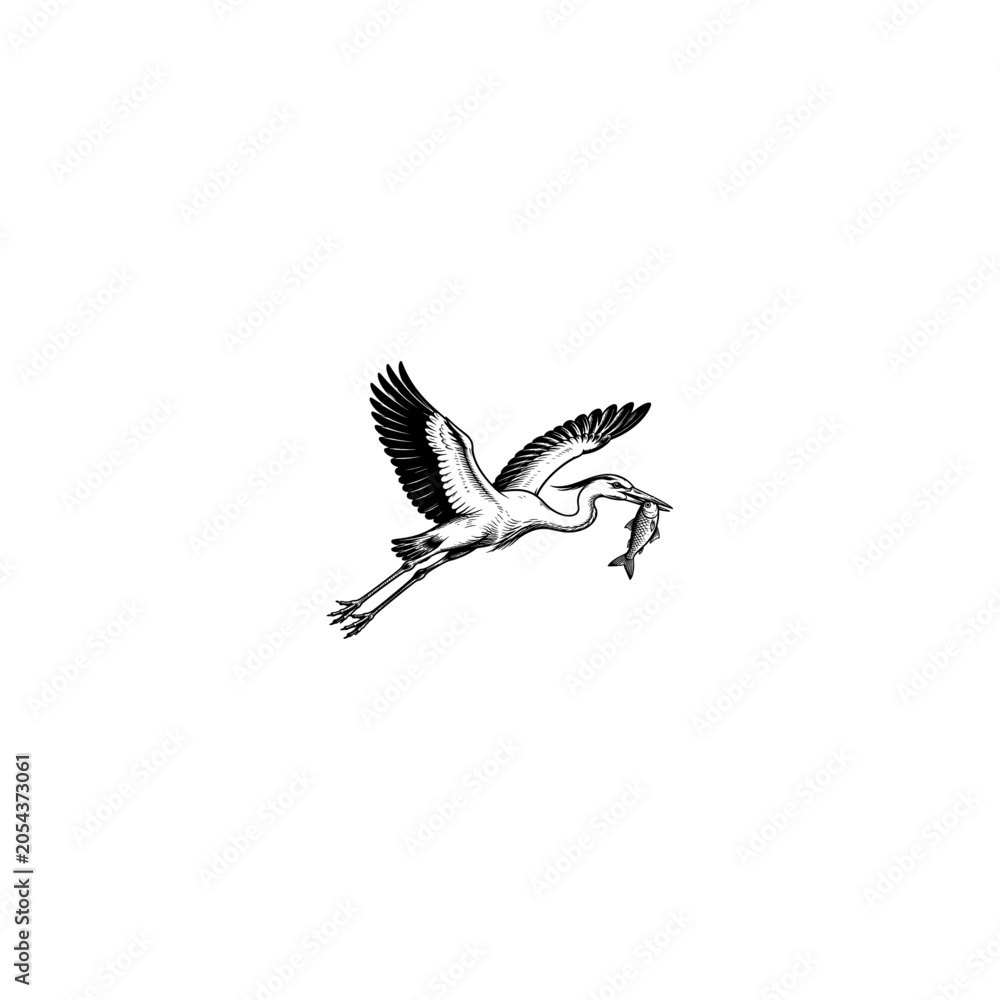 Fototapeta premium Vintage heron bird flying with fish in beak, hand drawn crane vector illustration, black and white stork hunting graphic for logo design