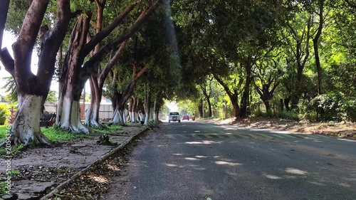 Driving along tree-lined avenue with natural canopy, Latin America, 4K
