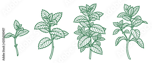 Foto Green mint plant growth stages hand drawn sketch series.