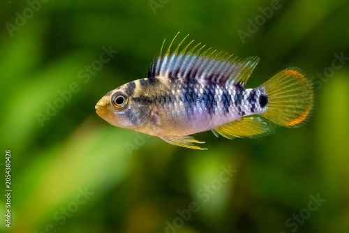 Foto Apistogramma baenschi - inca, dwarf cichlid, South American cichlid, family Cich