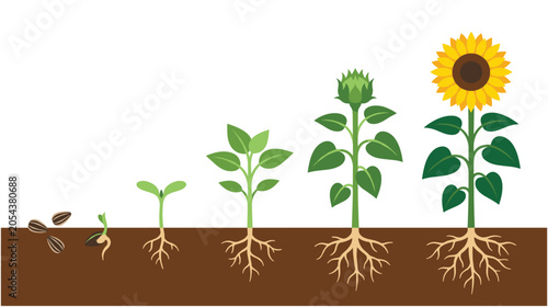 Bild auf Leinwand Sunflower life cycle growth stages from seed to flower.
