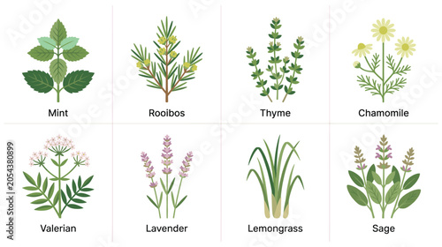 Fotografie Aromatic herbal tea plants and medicinal herbs collection.