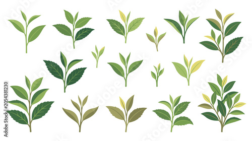 Fresh tea leaves set green plant elements isolated.
