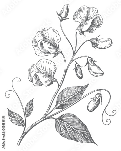 Cuadro en lienzo Botanical sweet pea illustration in engraving line