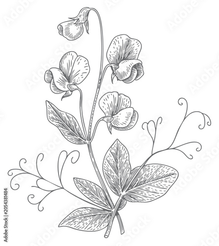 Foto Botanical sweet pea illustration in engraving line