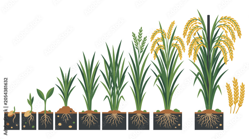 Obraz premium Rice cultivation stages from sprouting seed to harvest.