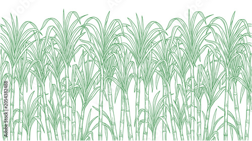 Quadro su tela Green sugarcane plantation growing field border design.