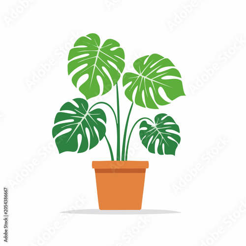Monstera Deliciosa Plant in a Pot