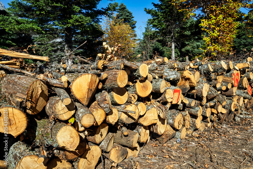 Cut Logs in Mount Dirfis Forest on Evia Island, Greece